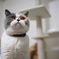 猫のミー3