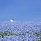 青空に想いを馳せる