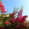 Bangalore