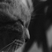猫の耳に念仏