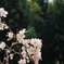 サクランボの花