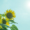 DSCF7638