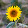 20150807-0003