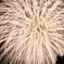 花火８　爆発