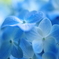 hydrangea blue