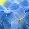 hydrangea blue 3