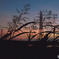 夕日