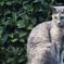 秘密の花園で見つけた猫