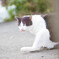 150809cat005