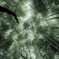 Bamboo forest