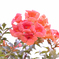 花．．。　何の花だろう
