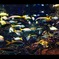 a paradise of sea creatures