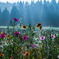 Autumn morning light 2