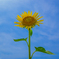 ひまわり / Sunflower