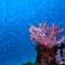 best blue in Thailand