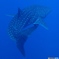 Whale shark dancing during scuba