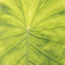 Hasu