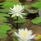 公園の花・・・睡蓮？