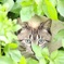 野良猫
