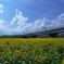 夏の風景