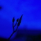 朝顔日記　11