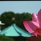 蓮華