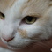ねこ