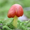 苔の隙間の飴細工