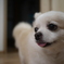 白2