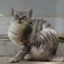 野良猫さーん