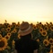 夕時のひまわり園
