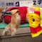 お昼ね中のワンちゃん　太宰府天満宮内