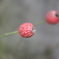 IMGP0439