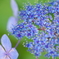 ８月の紫陽花