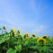 向日葵たちの夏空