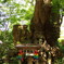 熱海　来宮神社　御神木