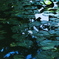 夏終の水面