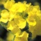 菜の花