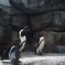 Penguins