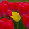 お花の時間７