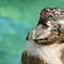 凛々しいペンギン