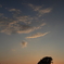夕暮れの哲学の木