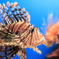 Under　The　Sea
