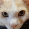 ねこ