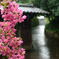 雨の中の花