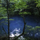 roots of blue