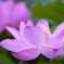 蓮の花
