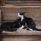 子猫＿2