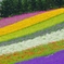 花の層