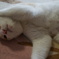 ねこ